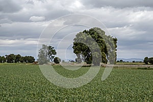 Garlic field in Spain