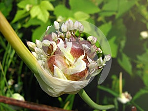 Garlic flower bulbils on stalk Allium sativum photo
