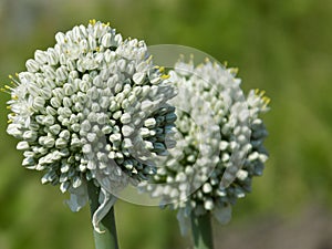 Garlic Flower Closeup