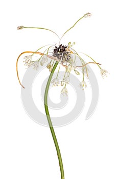 Garlic flower isolated on white background