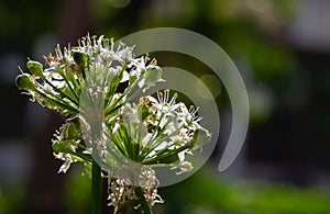 Garlic flower, The Welsh onion Allium fistulosum, also commonly called bunching onion in shallow focus