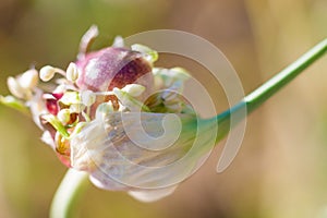 Garlic flowering in a home garden