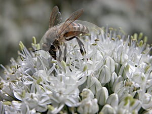 Ajo flores a miel de abeja 