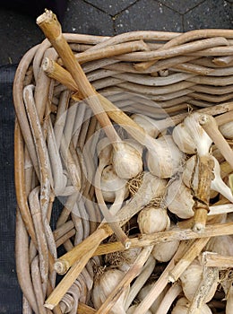 Garlic, Fresh Long Stem Garlic in a Basket, Greenmarket, Union Square, NYC, NY, USA