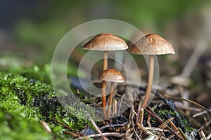 The Garlic Fungus Mycetinis scorodonius is an edible mushroom