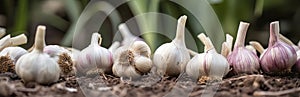 Garlic in garden bed, row of clean bulbs
