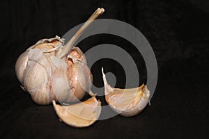 Garlic