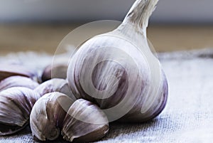 Garlic. Garlic Cloves and Garlic Bulb on vintage burlap . Garlic bulbs with cloves on burlap background., concept healthy lifestyl