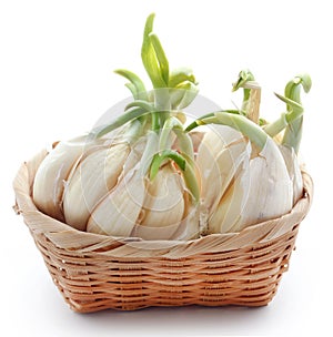 Garlic germinated