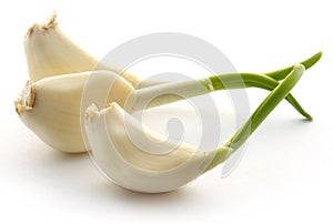 Garlic germinated