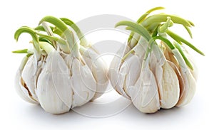 Garlic germinated