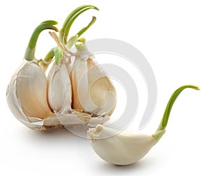 Garlic germinated