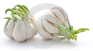 Garlic germinated