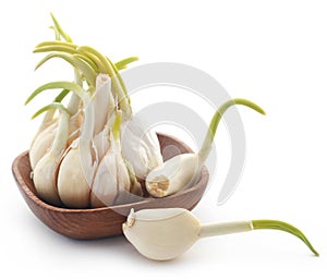 Garlic germinated