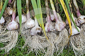 Garlic grass harvesting stems
