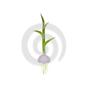 Garlic with green stem and roots. Organic food. Flat vector element for book or poster about growing vegetables