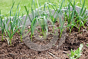 Garlic Greens in Raised Bed