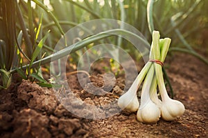 Garlic on the ground