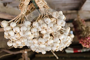 Garlic in a group Thai vegatable