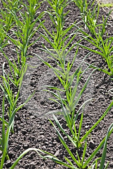 Garlic grows. Young garlic plants in the field, agricultural background