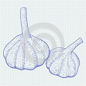 Garlic. Hand drawn blue sketch on lined paper background