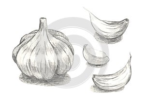 Garlic hand drawn illustration isolated on white background