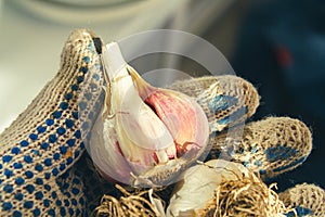 Garlic in hand of farmer in gloves in bright rays of autumn sun.