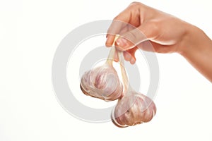 garlic in hands organica vitamins cooking photo