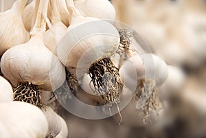 Garlic harvest