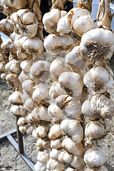 Garlic harvest, dried and braided for storage and for sale during country fair market, food festival