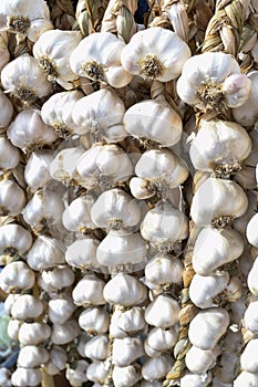 Garlic harvest, dried and braided for storage and for sale during country fair market, food festival