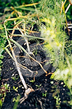 Garlic harvest, dug-out vegetable root dried on garden bed