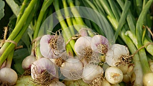 Garlic harvest onion bio bunch fresh market shop Allium sativum spring sibies scallion food stem stalk Allium cepa thick
