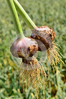 Garlic during the harvest time