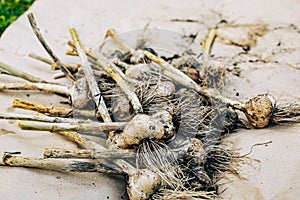 Garlic head heap, harvest produce concept