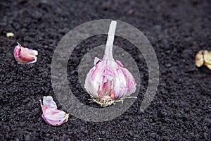 Garlic head before planting