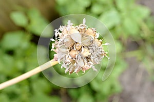 Garlic head with ripe seeds