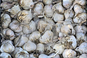 Garlic heads