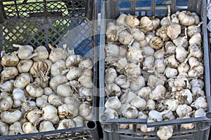 Garlic heads