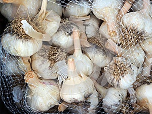 Garlic Heads or Bulbs For Sale