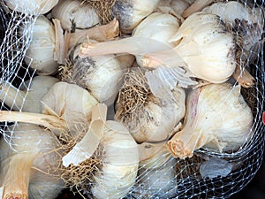 Garlic Heads or Bulbs For Sale