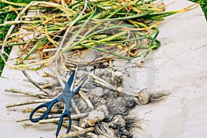 Garlic heads and stalks pile with gardener scissors