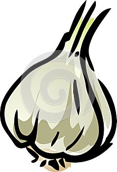 Garlic illustration