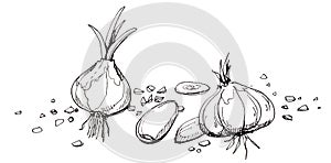 Garlic illustration drawing