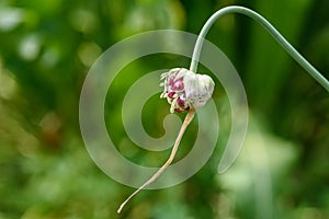 Garlic inflorescence close-up