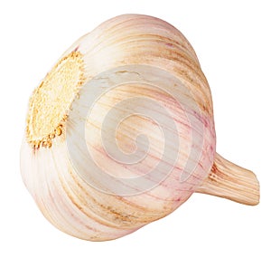 Garlic isolated