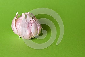 Garlic isolated on bright background. Copy space for text
