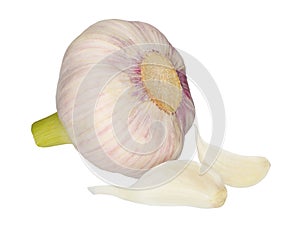 Garlic isolated on white background