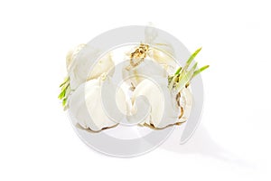 Garlic Isolated on white background