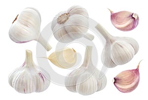 Garlic isolated on white background. Collection